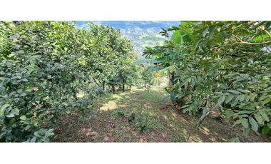 Vendo casa campestre en Amaga Camilo C