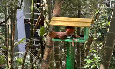 HERMOSO APARTAMENTO AMOBLADO EN EL POBLADO MEDELLIN AMPLIO E ILUMINADO