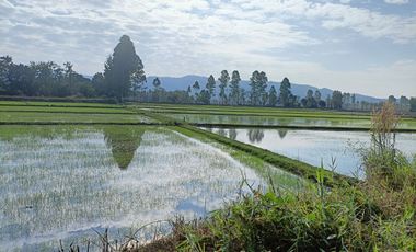 Land for sale in Mueang Chum, Chiang Rai