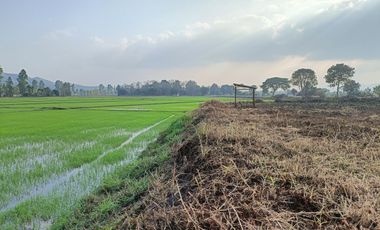 Land for sale in Mueang Chum, Chiang Rai
