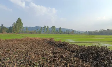 Land for sale in Mueang Chum, Chiang Rai