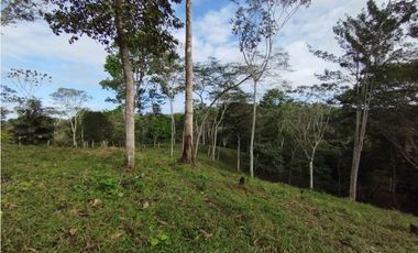 Finca de 100 HAS en venta El Espino-Vía Santa Rita (DR)