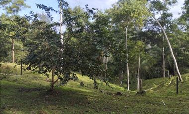 Finca de 100 HAS en venta El Espino-Vía Santa Rita (DR)
