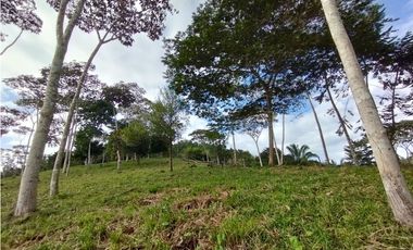 Finca de 100 HAS en venta El Espino-Vía Santa Rita (DR)