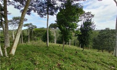 Finca de 100 HAS en venta El Espino-Vía Santa Rita (DR)