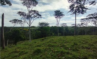 Finca de 100 HAS en venta El Espino-Vía Santa Rita (DR)