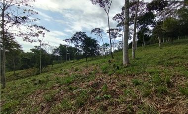 Finca de 100 HAS en venta El Espino-Vía Santa Rita (DR)