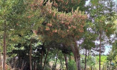 Parcela en Venta en Ruta Q-34 Camino a Laja