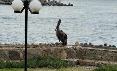 Departamento  Maravillosa Vista al Mar, Higuerillas