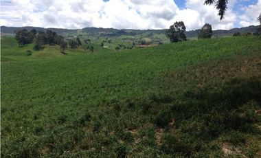 Finca en venta la Union Antioquia 25 hectáreas, o 40 cuadras