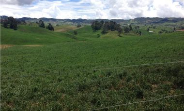 Finca en venta la Union Antioquia 25 hectáreas, o 40 cuadras