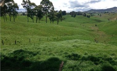 Finca en venta la Union Antioquia 25 hectáreas, o 40 cuadras