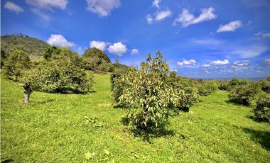 Venta Renta Finca Independiente Via San Antonio La Ceja Exotica Vista