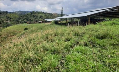FINCA 41 CUADRAS A 15 MINUTOS DE FILANDIA