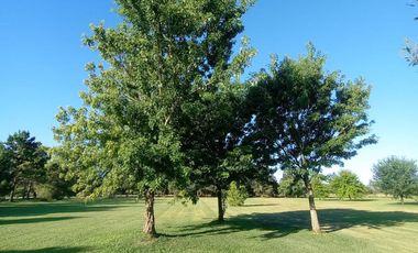 Chacra en El Aduar