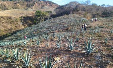 RANCHO AGAVERO  DENOMINACION DE ORIGEN 30HAS EN XALISCO, NAYARIT