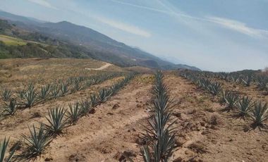 RANCHO AGAVERO  DENOMINACION DE ORIGEN 30HAS EN XALISCO, NAYARIT