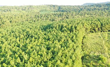 Chacra en Venta de 49 Ha en Aristóbulo del Valle