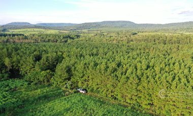 Chacra en Venta de 49 Ha en Aristóbulo del Valle