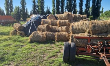Chacra de 26 has en Mendoza, Gral Alvear.   hoteleria de animales y producción Forrajera.