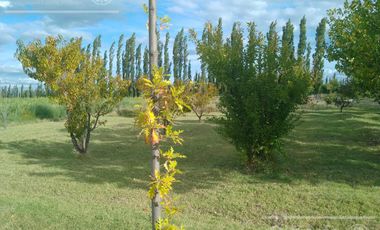 Chacra de 26 has en Mendoza, Gral Alvear.   hoteleria de animales y producción Forrajera.