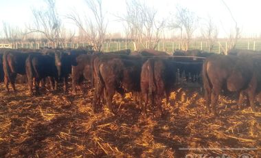 Chacra de 26 has en Mendoza, Gral Alvear.   hoteleria de animales y producción Forrajera.