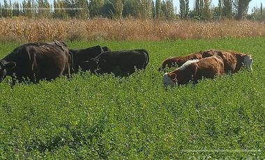 Chacra de 26 has en Mendoza, Gral Alvear.   hoteleria de animales y producción Forrajera.