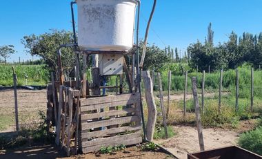 Chacra de 26 has en Mendoza, Gral Alvear.   hoteleria de animales y producción Forrajera.