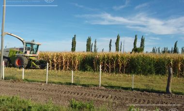 Chacra de 26 has en Mendoza, Gral Alvear.   hoteleria de animales y producción Forrajera.