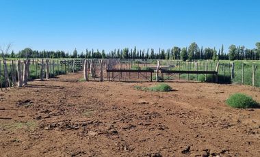 Chacra de 26 has en Mendoza, Gral Alvear.   hoteleria de animales y producción Forrajera.