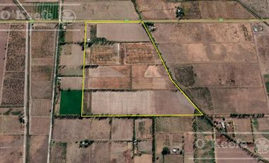 Chacra de 26 has en Mendoza, Gral Alvear.   hoteleria de animales y producción Forrajera.