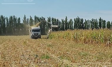 Chacra de 26 has en Mendoza, Gral Alvear.   hoteleria de animales y producción Forrajera.