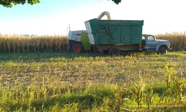 Chacra de 26 has en Mendoza, Gral Alvear.   hoteleria de animales y producción Forrajera.