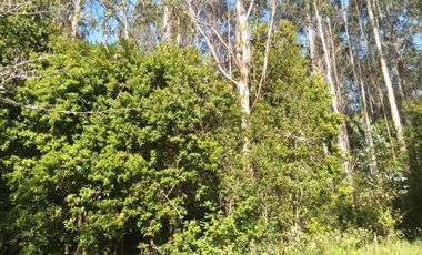 Parcela en venta en VALDIVIA