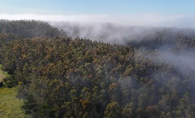Parcela en venta en VALDIVIA