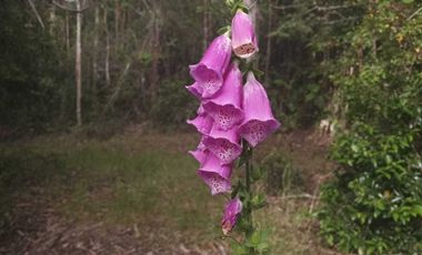 Parcela en venta en VALDIVIA