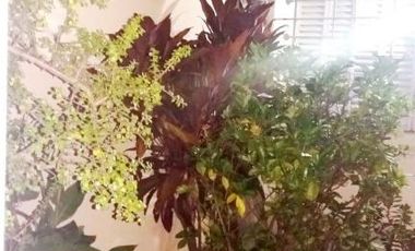 Casa antigua lote propio 8,66 x19 para reciclar