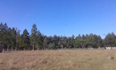 CAMPO FORESTAL EN PERUGORRIA CORRIENTES
