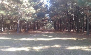 CAMPO FORESTAL EN PERUGORRIA CORRIENTES