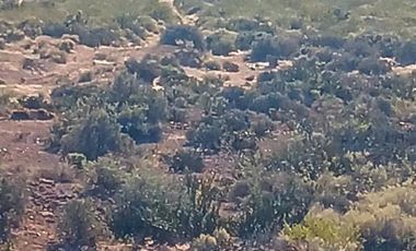 PUEBLO VACA MUERTA FINCAS DE UNA HECTAREA EN SENILLOSA