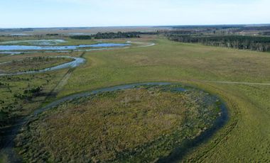 CAMPO FORESTAL EN VENTA