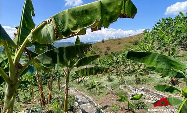 Vista🔥 Finca en la vía Alcalá-Cartago