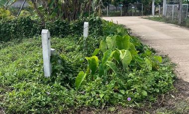 Land for sale in Tha Sut, Chiang Rai