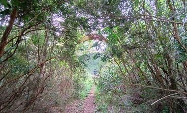 Gran terreno 5.5 HA cercano al pueblo de Mafil