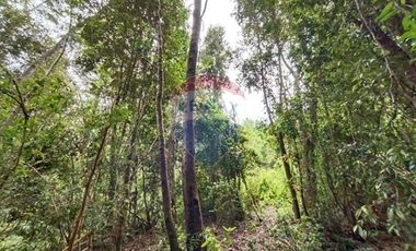 Gran terreno 5.5 HA cercano al pueblo de Mafil