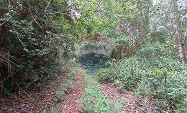 Gran terreno 5.5 HA cercano al pueblo de Mafil