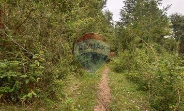 Gran terreno 5.5 HA cercano al pueblo de Mafil