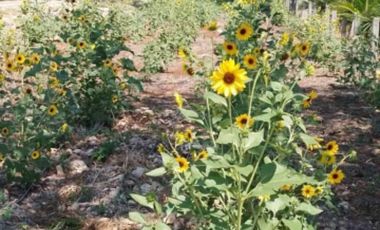 Finca amueblada en venta en Muna, Yucatán