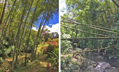 Finca en VENTA en La Vega