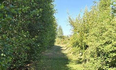 Agrícola en Venta en Camino a Villucura km 16,7